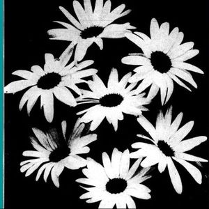 Meet your Posher, Allie